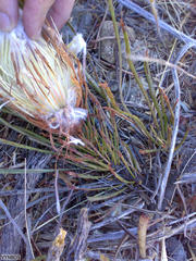 Protea scorzonerifolia