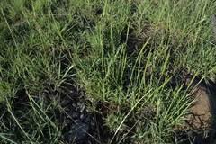 Digitaria argyrograpta