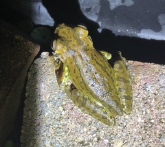 Osteopilus septentrionalis