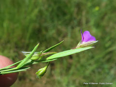 Polygala amatymbica