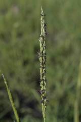 Digitaria argyrograpta