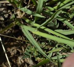 Digitaria argyrograpta