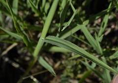Digitaria argyrograpta