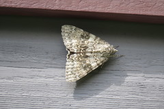 Catocala semirelicta