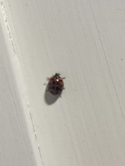 Harmonia axyridis