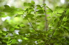 Phyllanthus mocinianus