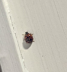 Harmonia axyridis
