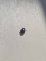 Harmonia axyridis