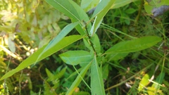 Euura salicispomum