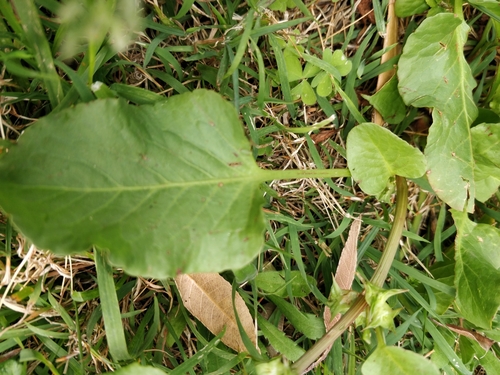 Image of Rumex hypogaeus by (c) Will Cornwell, some rights reserved (CC BY)