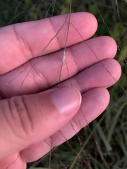 Pandeleteius nodifer