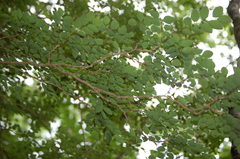 Phyllanthus mocinianus