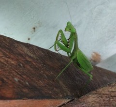 Stagmomantis theophila