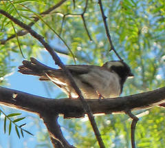 Passer melanurus melanurus