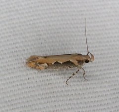 Ornativalva erubescens