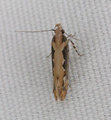 Ornativalva erubescens