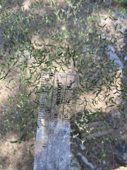 Euphorbia gracillima