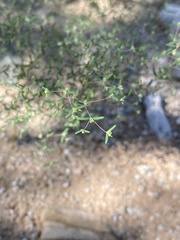 Euphorbia gracillima