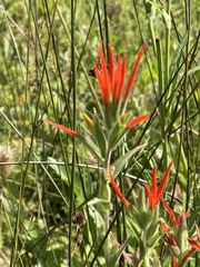 Castilleja minor