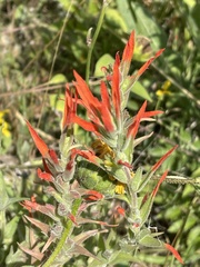 Castilleja minor
