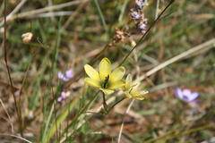 Ixia monadelpha