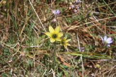 Ixia monadelpha