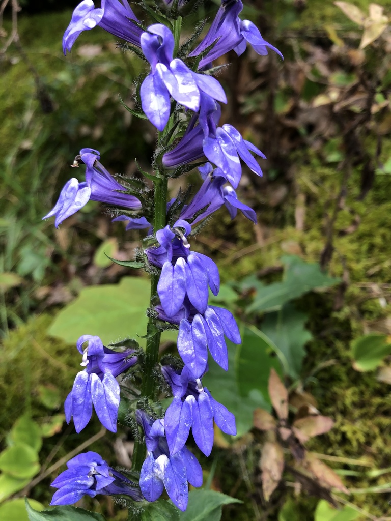 great blue lobelia (Flora of Burgess Falls State Park) · iNaturalist