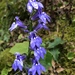 Lobelia siphilitica - Photo (c) Annette Seidenglanz, μερικά δικαιώματα διατηρούνται (CC BY-NC), uploaded by Annette Seidenglanz