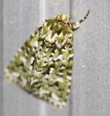 Thalatha bryochlora