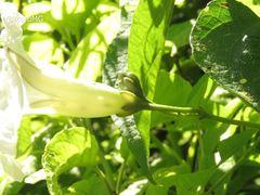 Ipomoea proxima