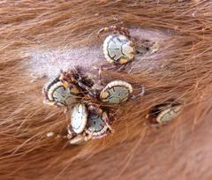 Amblyomma hebraeum