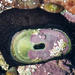 Dendrofissurella scutellum - Photo (c) magriet b, alguns direitos reservados (CC BY-SA), uploaded by magriet b