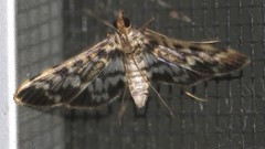 Rhimphalea sceletalis