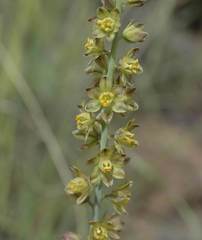Eriospermum cooperi