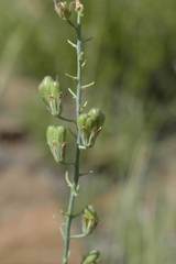 Eriospermum cooperi