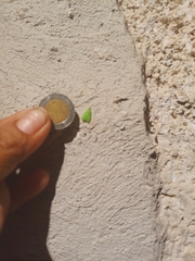 Phytomimia chlorophylla