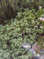 Aspalathus rigidifolia