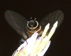 Clausicella setigera