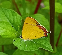 Heliophorini