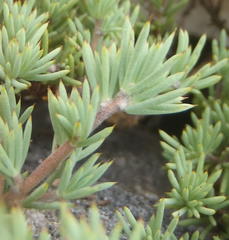 Aspalathus rigidifolia