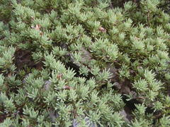 Aspalathus rigidifolia