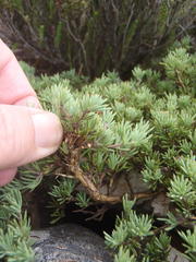 Aspalathus rigidifolia