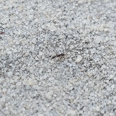 Tetramorium forte