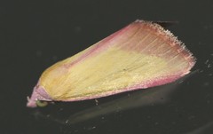 Phytometra formosalis