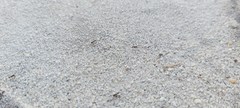 Tetramorium forte