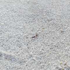 Tetramorium forte