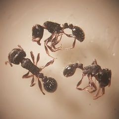 Tetramorium forte