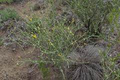 Pegolettia retrofracta