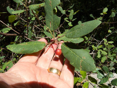 Frangula californica ursina