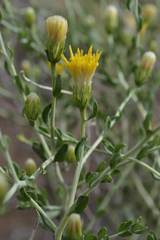 Pegolettia retrofracta